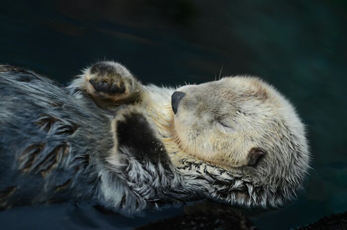 This Cute Sea Otter Resting Habit Is Actually All About Staying Warm This Cute Sea Otter Resting Habit Is Actually All About Staying Warm