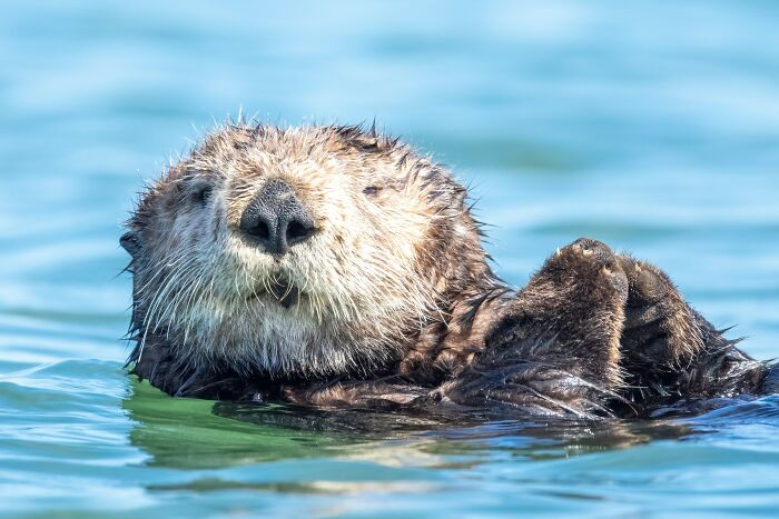 This Cute Sea Otter Resting Habit Is Actually All About Staying Warm This Cute Sea Otter Resting Habit Is Actually All About Staying Warm