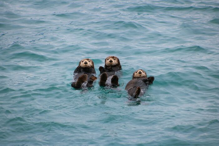 This Cute Sea Otter Resting Habit Is Actually All About Staying Warm This Cute Sea Otter Resting Habit Is Actually All About Staying Warm