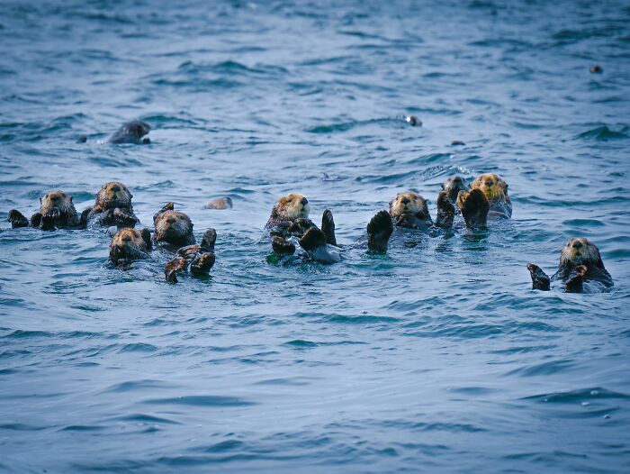 This Cute Sea Otter Resting Habit Is Actually All About Staying Warm This Cute Sea Otter Resting Habit Is Actually All About Staying Warm