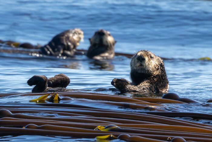This Cute Sea Otter Resting Habit Is Actually All About Staying Warm This Cute Sea Otter Resting Habit Is Actually All About Staying Warm