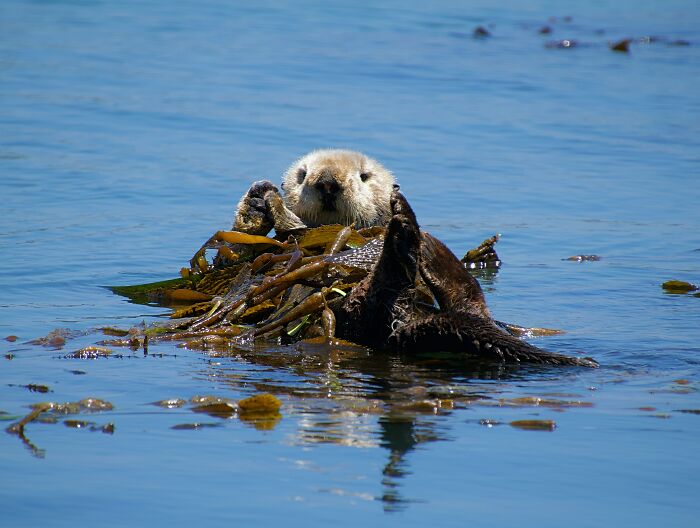 This Cute Sea Otter Resting Habit Is Actually All About Staying Warm This Cute Sea Otter Resting Habit Is Actually All About Staying Warm