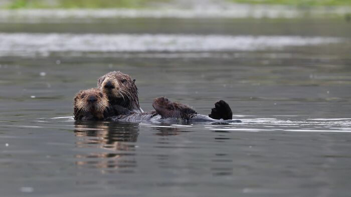 This Cute Sea Otter Resting Habit Is Actually All About Staying Warm This Cute Sea Otter Resting Habit Is Actually All About Staying Warm