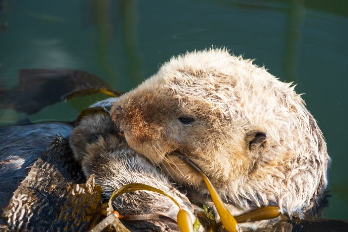 This Cute Sea Otter Resting Habit Is Actually All About Staying Warm This Cute Sea Otter Resting Habit Is Actually All About Staying Warm