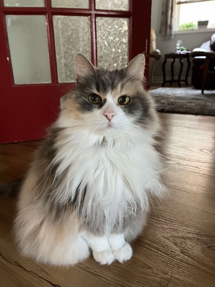 This Viral TikTok Trend Has People Sharing The Life Stories They’ve Lived Alongside Their Pets (100 Pics) This Viral TikTok Trend Has People Sharing The Life Stories They’ve Lived Alongside Their Pets (100 Pics)