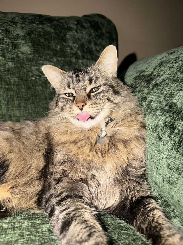 This Viral TikTok Trend Has People Sharing The Life Stories They’ve Lived Alongside Their Pets (100 Pics) This Viral TikTok Trend Has People Sharing The Life Stories They’ve Lived Alongside Their Pets (100 Pics)