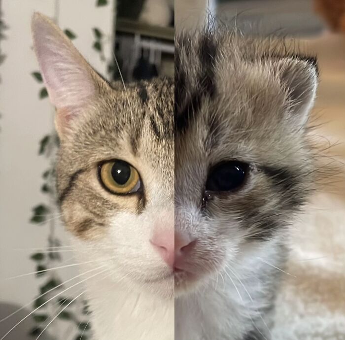 This Viral TikTok Trend Has People Sharing The Life Stories They’ve Lived Alongside Their Pets (100 Pics) This Viral TikTok Trend Has People Sharing The Life Stories They’ve Lived Alongside Their Pets (100 Pics)