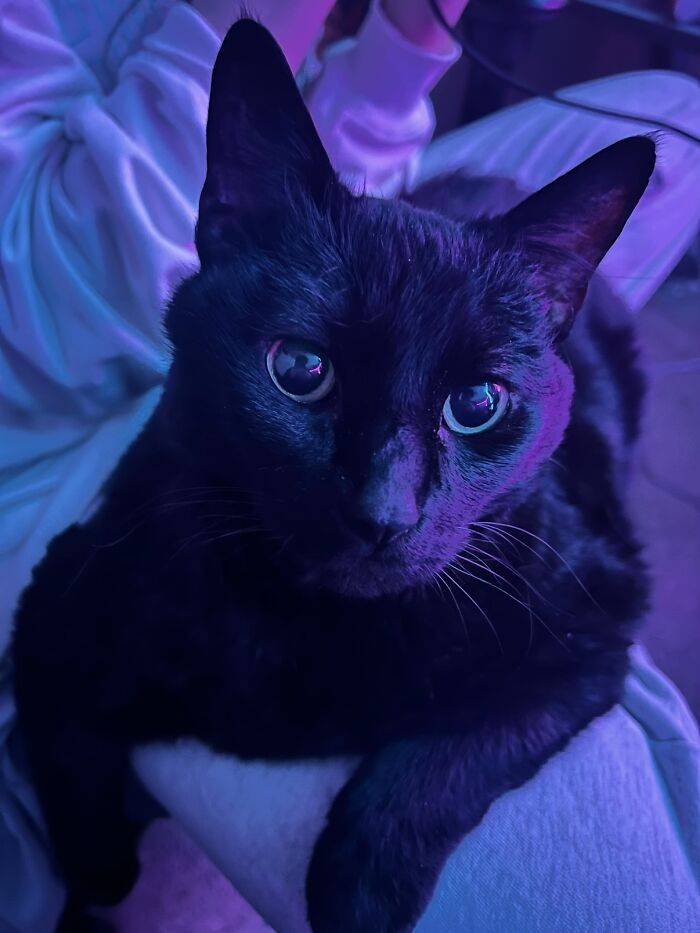 This Viral TikTok Trend Has People Sharing The Life Stories They’ve Lived Alongside Their Pets (100 Pics) This Viral TikTok Trend Has People Sharing The Life Stories They’ve Lived Alongside Their Pets (100 Pics)
