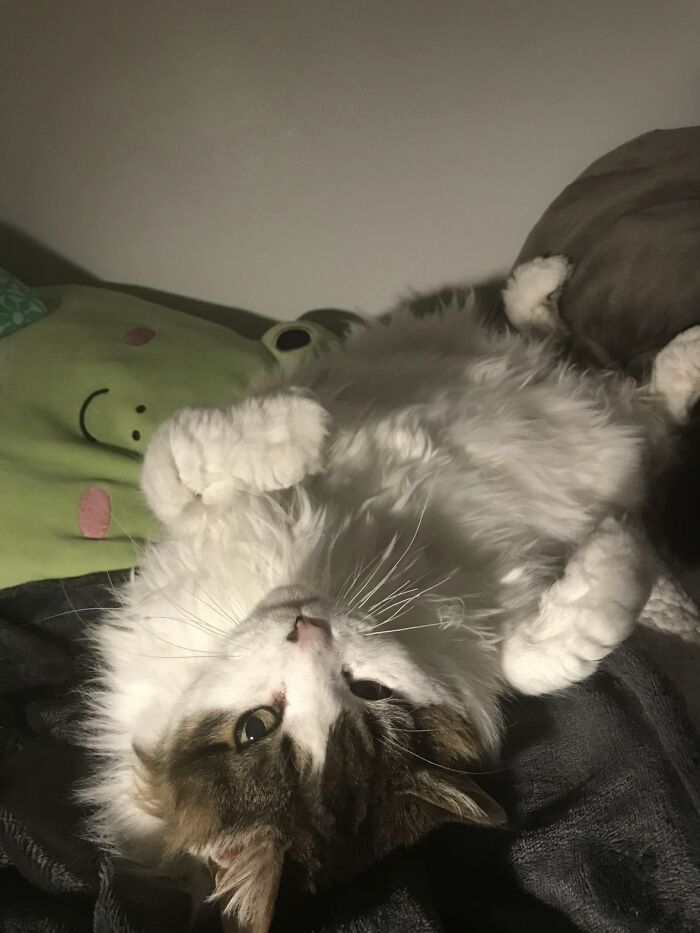 This Viral TikTok Trend Has People Sharing The Life Stories They’ve Lived Alongside Their Pets (100 Pics) This Viral TikTok Trend Has People Sharing The Life Stories They’ve Lived Alongside Their Pets (100 Pics)