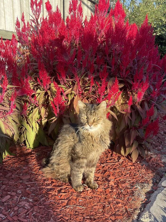 This Viral TikTok Trend Has People Sharing The Life Stories They’ve Lived Alongside Their Pets (100 Pics) This Viral TikTok Trend Has People Sharing The Life Stories They’ve Lived Alongside Their Pets (100 Pics)
