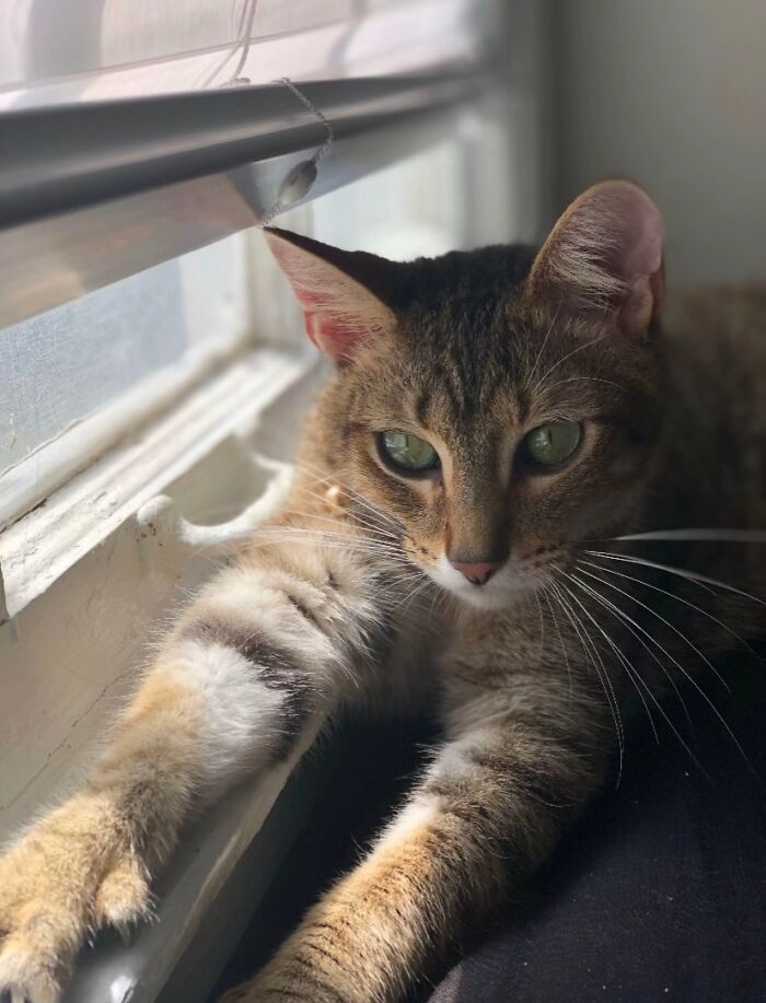 This Viral TikTok Trend Has People Sharing The Life Stories They’ve Lived Alongside Their Pets (100 Pics) This Viral TikTok Trend Has People Sharing The Life Stories They’ve Lived Alongside Their Pets (100 Pics)