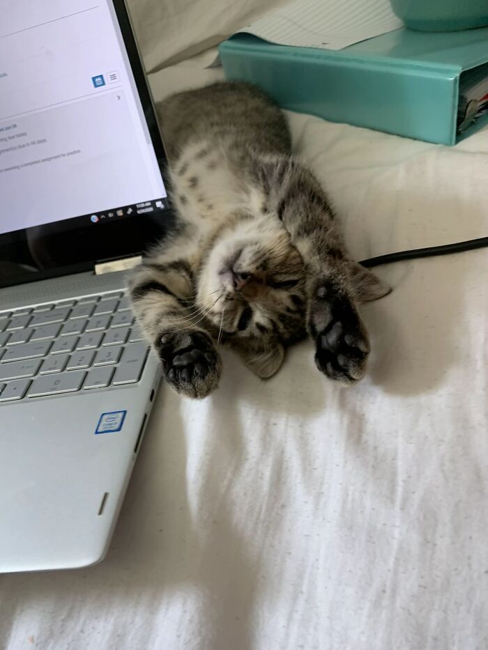 This Viral TikTok Trend Has People Sharing The Life Stories They’ve Lived Alongside Their Pets (100 Pics) This Viral TikTok Trend Has People Sharing The Life Stories They’ve Lived Alongside Their Pets (100 Pics)