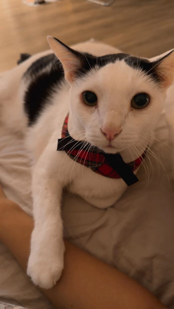 This Viral TikTok Trend Has People Sharing The Life Stories They’ve Lived Alongside Their Pets (100 Pics) This Viral TikTok Trend Has People Sharing The Life Stories They’ve Lived Alongside Their Pets (100 Pics)