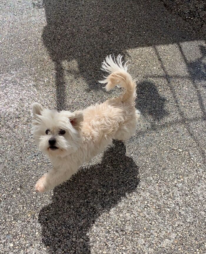 This Viral TikTok Trend Has People Sharing The Life Stories They’ve Lived Alongside Their Pets (100 Pics) This Viral TikTok Trend Has People Sharing The Life Stories They’ve Lived Alongside Their Pets (100 Pics)