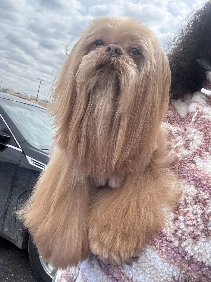 This Viral TikTok Trend Has People Sharing The Life Stories They’ve Lived Alongside Their Pets (100 Pics) This Viral TikTok Trend Has People Sharing The Life Stories They’ve Lived Alongside Their Pets (100 Pics)
