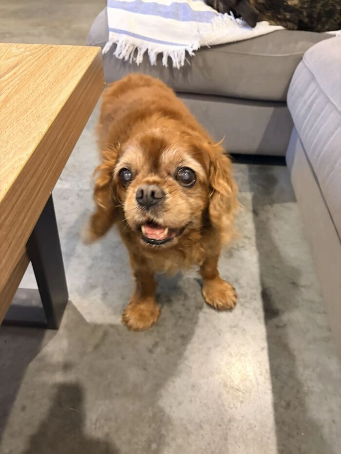 This Viral TikTok Trend Has People Sharing The Life Stories They’ve Lived Alongside Their Pets (100 Pics) This Viral TikTok Trend Has People Sharing The Life Stories They’ve Lived Alongside Their Pets (100 Pics)