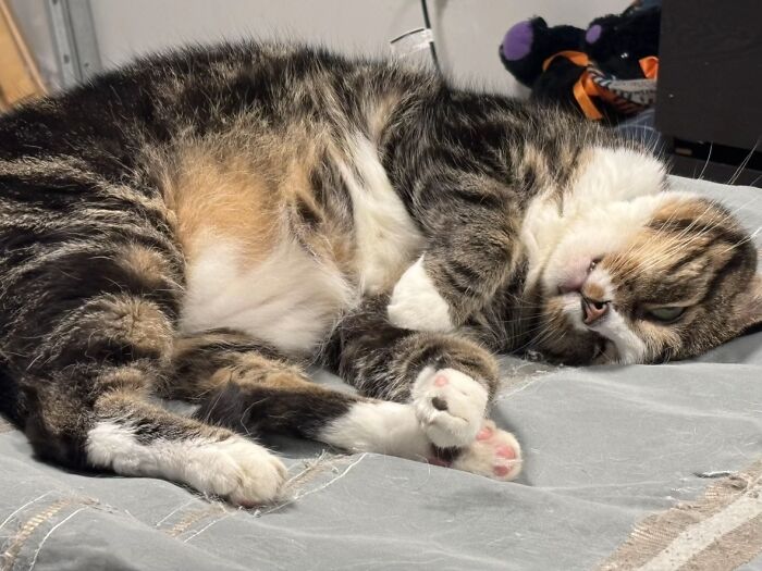 This Viral TikTok Trend Has People Sharing The Life Stories They’ve Lived Alongside Their Pets (100 Pics) This Viral TikTok Trend Has People Sharing The Life Stories They’ve Lived Alongside Their Pets (100 Pics)