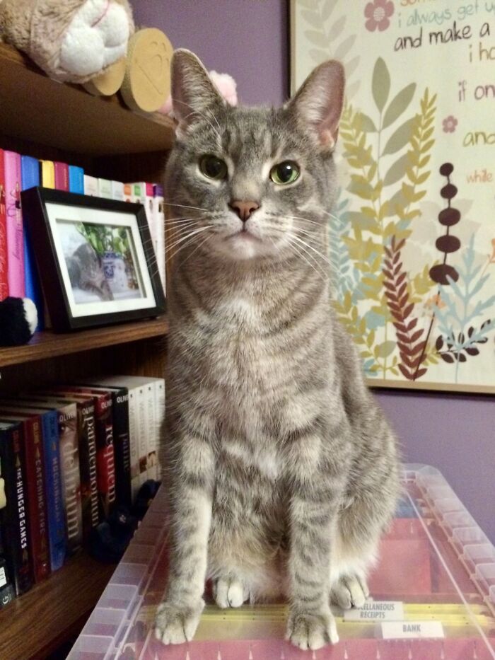 This Viral TikTok Trend Has People Sharing The Life Stories They’ve Lived Alongside Their Pets (100 Pics) This Viral TikTok Trend Has People Sharing The Life Stories They’ve Lived Alongside Their Pets (100 Pics)