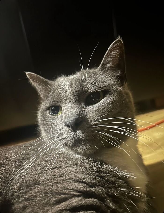 This Viral TikTok Trend Has People Sharing The Life Stories They’ve Lived Alongside Their Pets (100 Pics) This Viral TikTok Trend Has People Sharing The Life Stories They’ve Lived Alongside Their Pets (100 Pics)