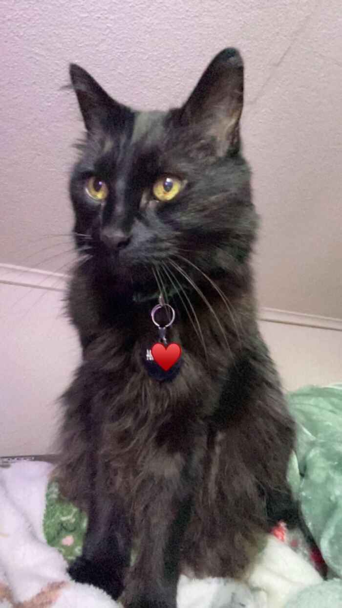 This Viral TikTok Trend Has People Sharing The Life Stories They’ve Lived Alongside Their Pets (100 Pics) This Viral TikTok Trend Has People Sharing The Life Stories They’ve Lived Alongside Their Pets (100 Pics)