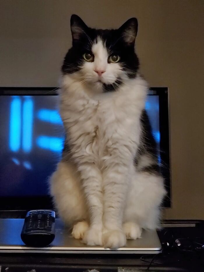 This Viral TikTok Trend Has People Sharing The Life Stories They’ve Lived Alongside Their Pets (100 Pics) This Viral TikTok Trend Has People Sharing The Life Stories They’ve Lived Alongside Their Pets (100 Pics)