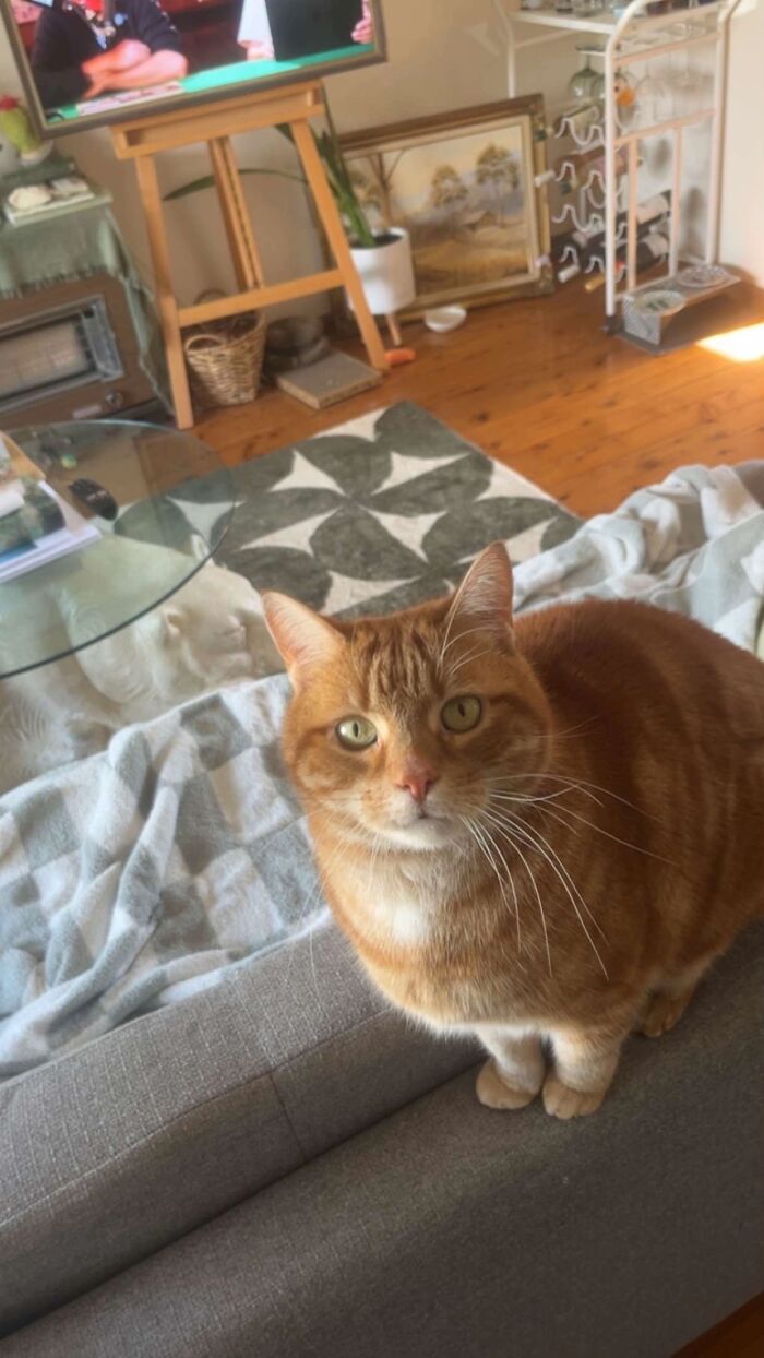 This Viral TikTok Trend Has People Sharing The Life Stories They’ve Lived Alongside Their Pets (100 Pics) This Viral TikTok Trend Has People Sharing The Life Stories They’ve Lived Alongside Their Pets (100 Pics)