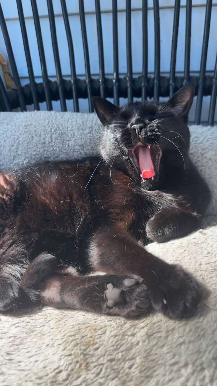 This Viral TikTok Trend Has People Sharing The Life Stories They’ve Lived Alongside Their Pets (100 Pics) This Viral TikTok Trend Has People Sharing The Life Stories They’ve Lived Alongside Their Pets (100 Pics)