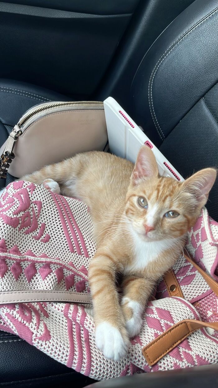 This Viral TikTok Trend Has People Sharing The Life Stories They’ve Lived Alongside Their Pets (100 Pics) This Viral TikTok Trend Has People Sharing The Life Stories They’ve Lived Alongside Their Pets (100 Pics)