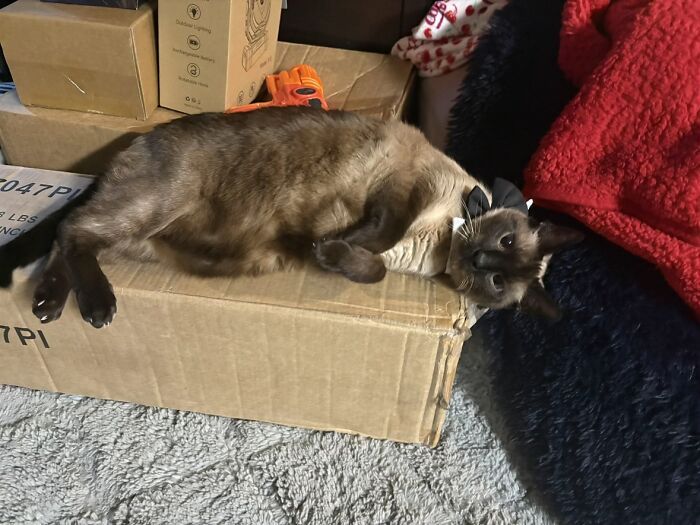 This Viral TikTok Trend Has People Sharing The Life Stories They’ve Lived Alongside Their Pets (100 Pics) This Viral TikTok Trend Has People Sharing The Life Stories They’ve Lived Alongside Their Pets (100 Pics)