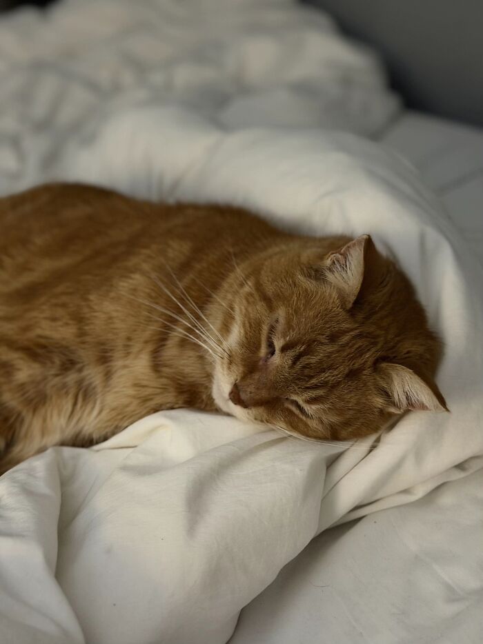 This Viral TikTok Trend Has People Sharing The Life Stories They’ve Lived Alongside Their Pets (100 Pics) This Viral TikTok Trend Has People Sharing The Life Stories They’ve Lived Alongside Their Pets (100 Pics)