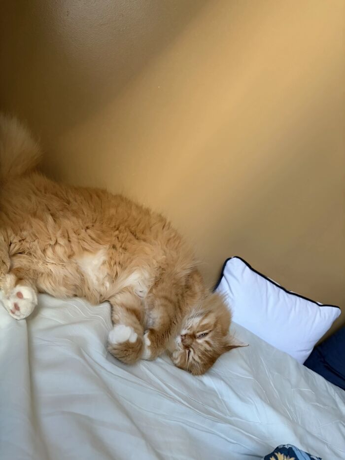 This Viral TikTok Trend Has People Sharing The Life Stories They’ve Lived Alongside Their Pets (100 Pics) This Viral TikTok Trend Has People Sharing The Life Stories They’ve Lived Alongside Their Pets (100 Pics)