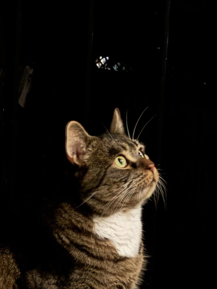 This Viral TikTok Trend Has People Sharing The Life Stories They’ve Lived Alongside Their Pets (100 Pics) This Viral TikTok Trend Has People Sharing The Life Stories They’ve Lived Alongside Their Pets (100 Pics)