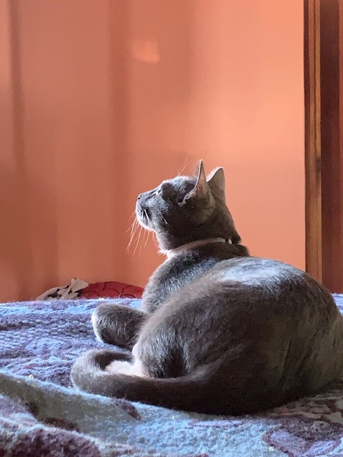 This Viral TikTok Trend Has People Sharing The Life Stories They’ve Lived Alongside Their Pets (100 Pics) This Viral TikTok Trend Has People Sharing The Life Stories They’ve Lived Alongside Their Pets (100 Pics)