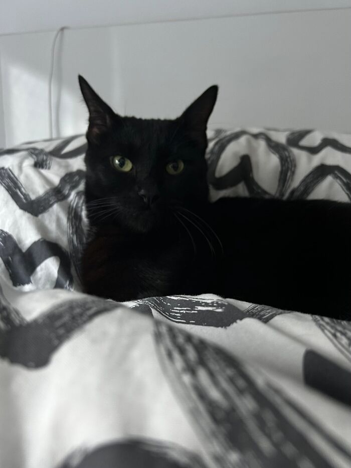 This Viral TikTok Trend Has People Sharing The Life Stories They’ve Lived Alongside Their Pets (100 Pics) This Viral TikTok Trend Has People Sharing The Life Stories They’ve Lived Alongside Their Pets (100 Pics)