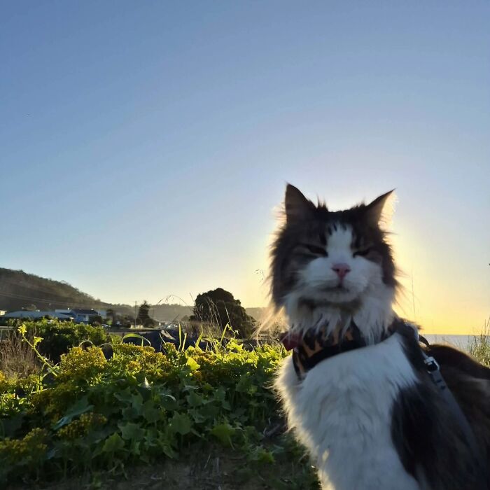 This Viral TikTok Trend Has People Sharing The Life Stories They’ve Lived Alongside Their Pets (100 Pics) This Viral TikTok Trend Has People Sharing The Life Stories They’ve Lived Alongside Their Pets (100 Pics)