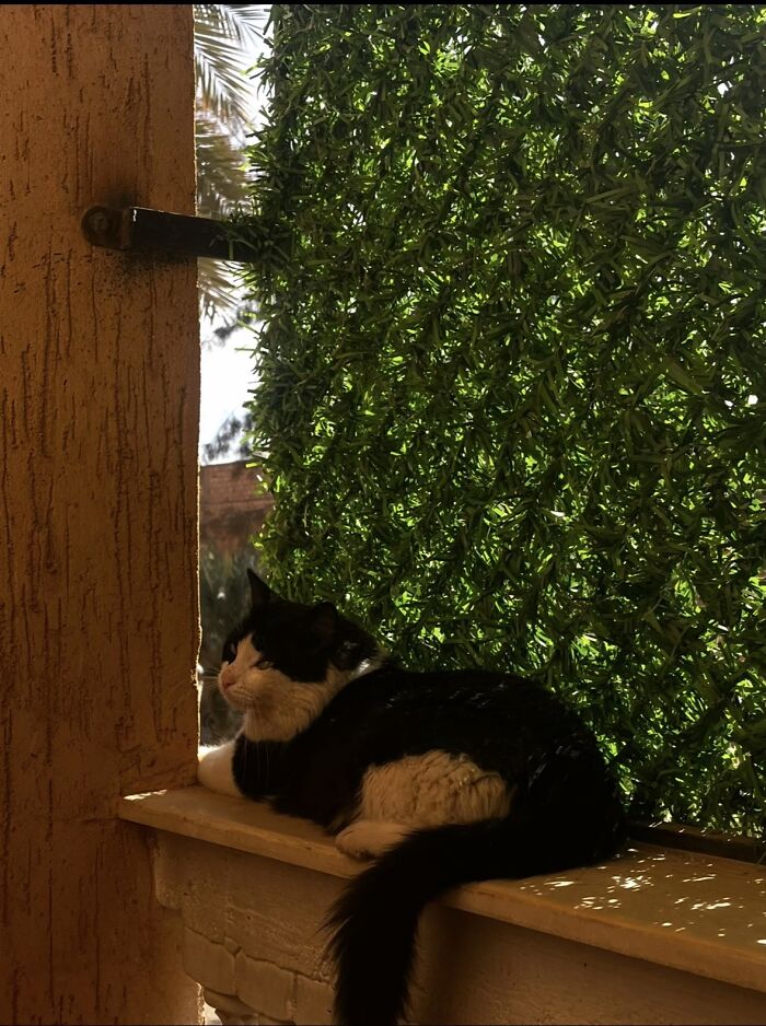 This Viral TikTok Trend Has People Sharing The Life Stories They’ve Lived Alongside Their Pets (100 Pics) This Viral TikTok Trend Has People Sharing The Life Stories They’ve Lived Alongside Their Pets (100 Pics)