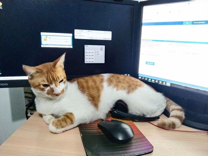 This Viral TikTok Trend Has People Sharing The Life Stories They’ve Lived Alongside Their Pets (100 Pics) This Viral TikTok Trend Has People Sharing The Life Stories They’ve Lived Alongside Their Pets (100 Pics)