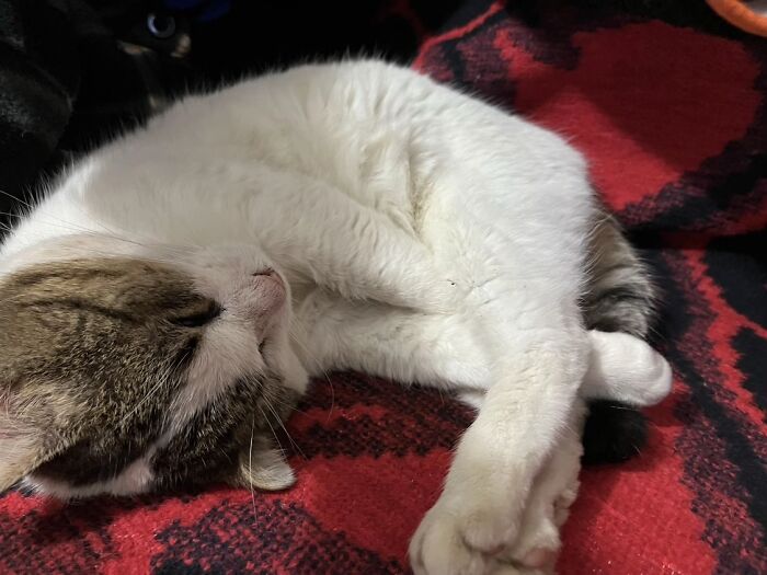 This Viral TikTok Trend Has People Sharing The Life Stories They’ve Lived Alongside Their Pets (100 Pics) This Viral TikTok Trend Has People Sharing The Life Stories They’ve Lived Alongside Their Pets (100 Pics)