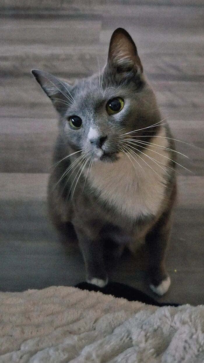 This Viral TikTok Trend Has People Sharing The Life Stories They’ve Lived Alongside Their Pets (100 Pics) This Viral TikTok Trend Has People Sharing The Life Stories They’ve Lived Alongside Their Pets (100 Pics)