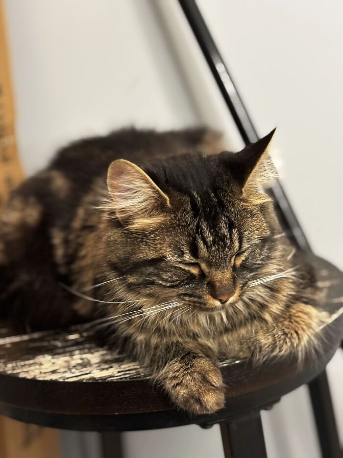 This Viral TikTok Trend Has People Sharing The Life Stories They’ve Lived Alongside Their Pets (100 Pics) This Viral TikTok Trend Has People Sharing The Life Stories They’ve Lived Alongside Their Pets (100 Pics)