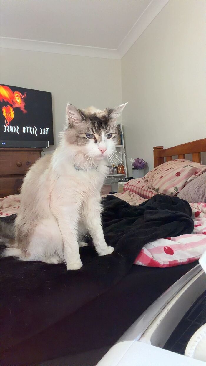 This Viral TikTok Trend Has People Sharing The Life Stories They’ve Lived Alongside Their Pets (100 Pics) This Viral TikTok Trend Has People Sharing The Life Stories They’ve Lived Alongside Their Pets (100 Pics)
