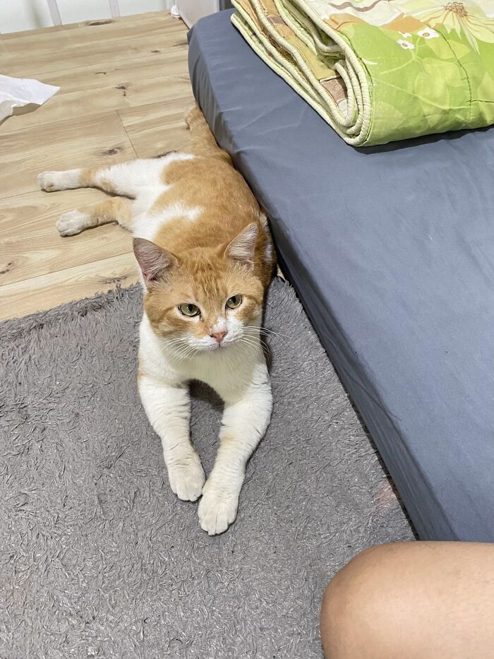 This Viral TikTok Trend Has People Sharing The Life Stories They’ve Lived Alongside Their Pets (100 Pics) This Viral TikTok Trend Has People Sharing The Life Stories They’ve Lived Alongside Their Pets (100 Pics)