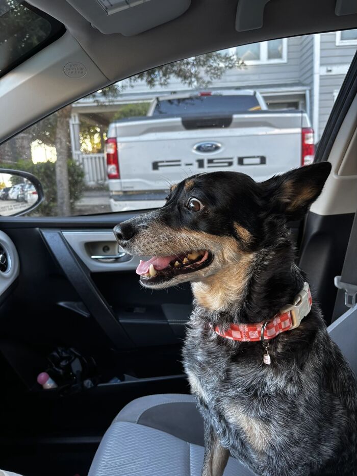 This Viral TikTok Trend Has People Sharing The Life Stories They’ve Lived Alongside Their Pets (100 Pics) This Viral TikTok Trend Has People Sharing The Life Stories They’ve Lived Alongside Their Pets (100 Pics)