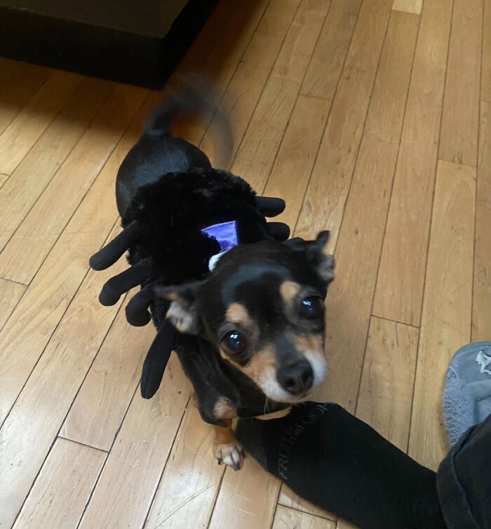 This Viral TikTok Trend Has People Sharing The Life Stories They’ve Lived Alongside Their Pets (100 Pics) This Viral TikTok Trend Has People Sharing The Life Stories They’ve Lived Alongside Their Pets (100 Pics)