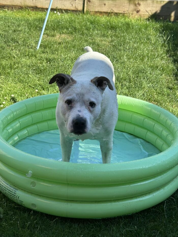 This Viral TikTok Trend Has People Sharing The Life Stories They’ve Lived Alongside Their Pets (100 Pics) This Viral TikTok Trend Has People Sharing The Life Stories They’ve Lived Alongside Their Pets (100 Pics)