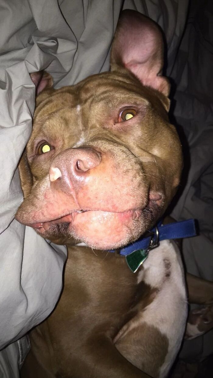 This Viral TikTok Trend Has People Sharing The Life Stories They’ve Lived Alongside Their Pets (100 Pics) This Viral TikTok Trend Has People Sharing The Life Stories They’ve Lived Alongside Their Pets (100 Pics)