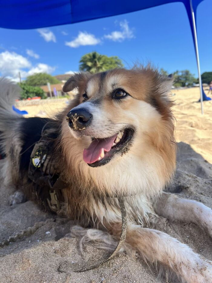 This Viral TikTok Trend Has People Sharing The Life Stories They’ve Lived Alongside Their Pets (100 Pics) This Viral TikTok Trend Has People Sharing The Life Stories They’ve Lived Alongside Their Pets (100 Pics)