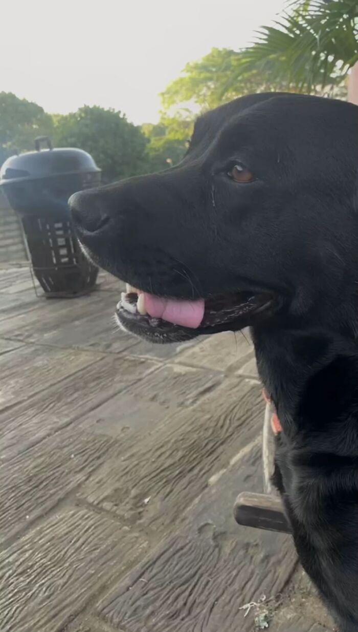 This Viral TikTok Trend Has People Sharing The Life Stories They’ve Lived Alongside Their Pets (100 Pics) This Viral TikTok Trend Has People Sharing The Life Stories They’ve Lived Alongside Their Pets (100 Pics)