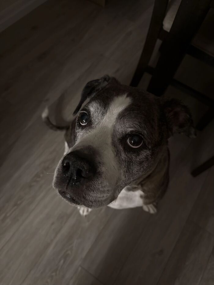 This Viral TikTok Trend Has People Sharing The Life Stories They’ve Lived Alongside Their Pets (100 Pics) This Viral TikTok Trend Has People Sharing The Life Stories They’ve Lived Alongside Their Pets (100 Pics)