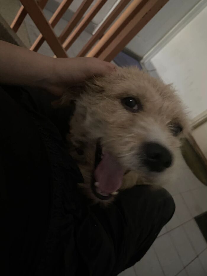 This Viral TikTok Trend Has People Sharing The Life Stories They’ve Lived Alongside Their Pets (100 Pics) This Viral TikTok Trend Has People Sharing The Life Stories They’ve Lived Alongside Their Pets (100 Pics)